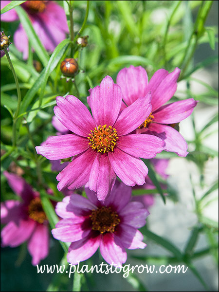 Coreopsis Dream Catcher (Coreopsis rosea)